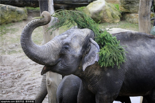 320名圣诞老人整体冲浪？？？八一八圣诞节奇闻趣事